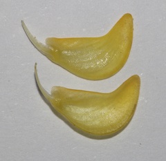 Aspalathus triquetra