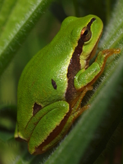 Hyla molleri