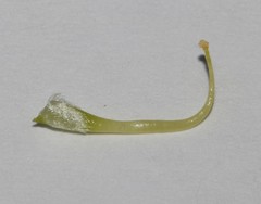 Aspalathus triquetra