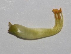 Aspalathus triquetra