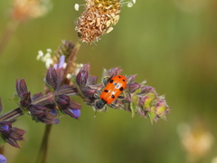 Trichodes octopunctatus