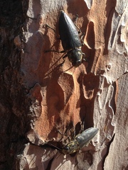 Chalcophora detrita