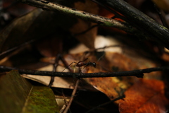 Dinomyrmex gigas borneensis