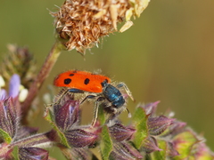 Trichodes octopunctatus