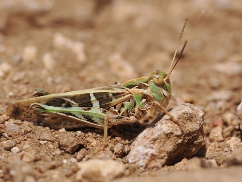 Handsome Cross Grasshopper