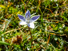 Lomatogonium carinthiacum