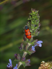 Trichodes octopunctatus