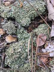 Cladonia strepsilis