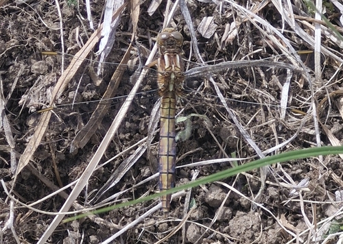 Keeled Skimmer