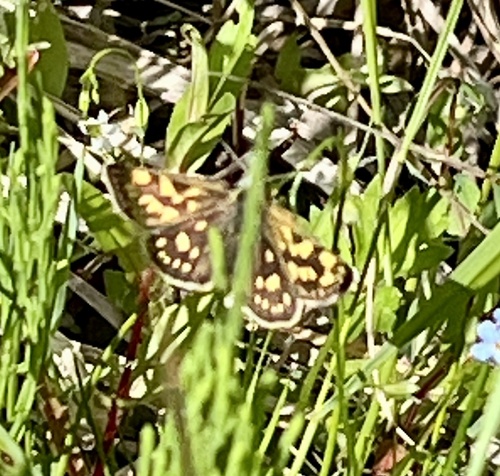 Chequered Skipper