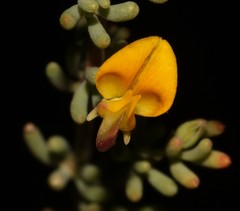 Aspalathus florulenta