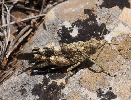 Red-winged Grasshopper