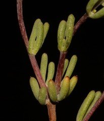 Aspalathus florulenta