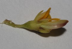 Aspalathus florulenta