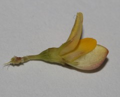 Aspalathus florulenta