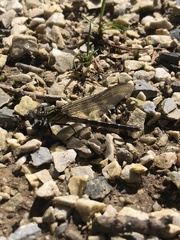 Hylogomphus abbreviatus