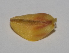 Aspalathus florulenta