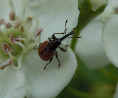 Tatianaerhynchites aequatus