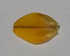 Aspalathus florulenta