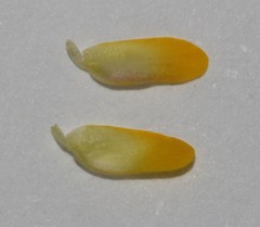 Aspalathus florulenta