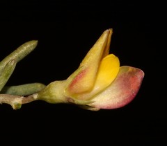 Aspalathus florulenta