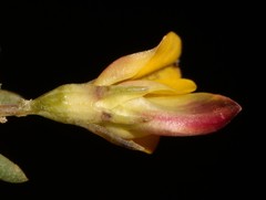 Aspalathus florulenta