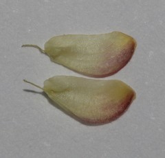 Aspalathus florulenta
