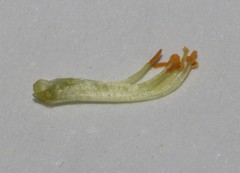 Aspalathus florulenta