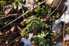 Hydrophyllum virginianum