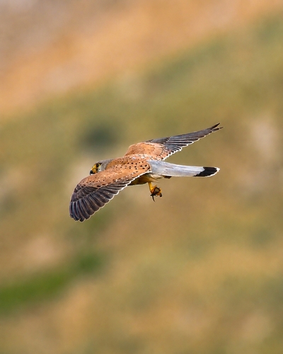 Eurasian Kestrel