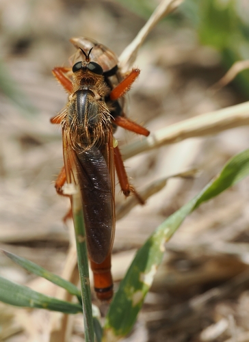 Stenopogon sabaudus