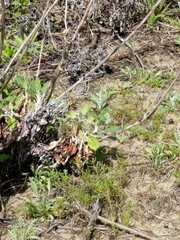 Callophrys