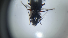 Pterostichus madidus