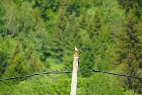 Eurasian Kestrel