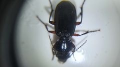 Pterostichus madidus