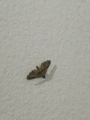 Sufetula