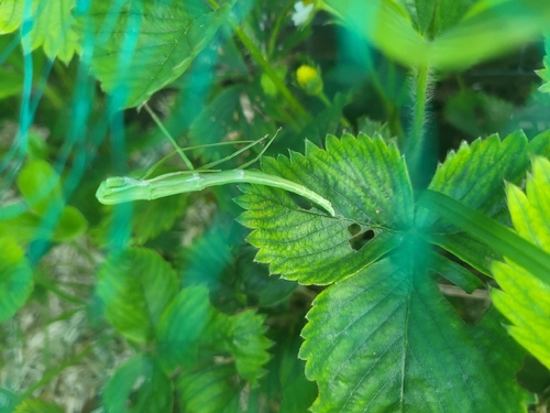 French stick insect