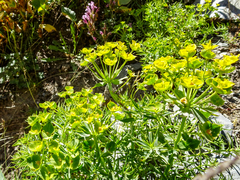Euphorbia esula