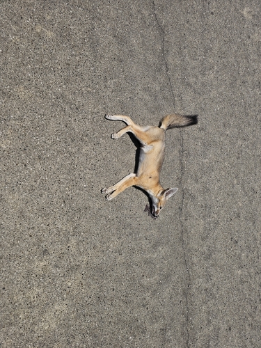 San Joaquin Kit Fox