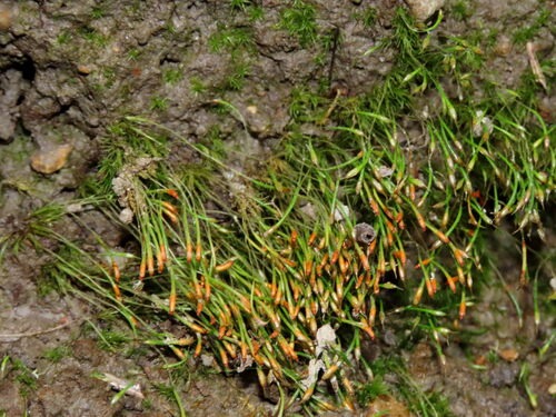 Trematodon longicollis observed 2026-06-06