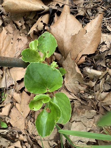 Begoniaceae image