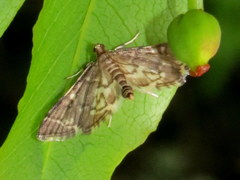 Anageshna primordialis