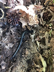Plethodon glutinosus