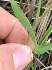 Tephrosia onobrychoides
