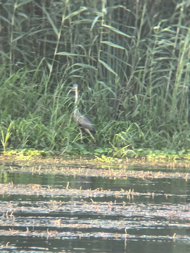 Purple Heron