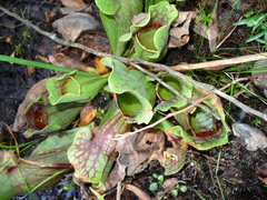 Sarracenia purpurea venosa