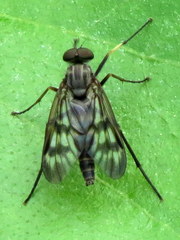Rhagio mystaceus