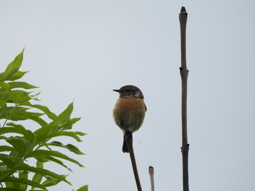 European Stonechat