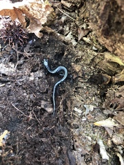 Plethodon glutinosus