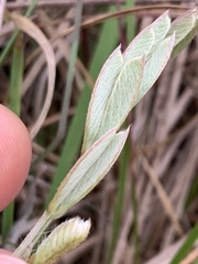 Tephrosia onobrychoides